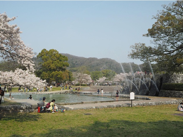 【写真】市民の憩いの場所、吉香公園も桜色に染まる