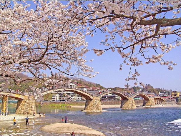 錦帯橋と満開の桜は必見