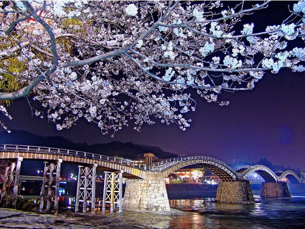 錦帯橋と共にライトアップされた桜