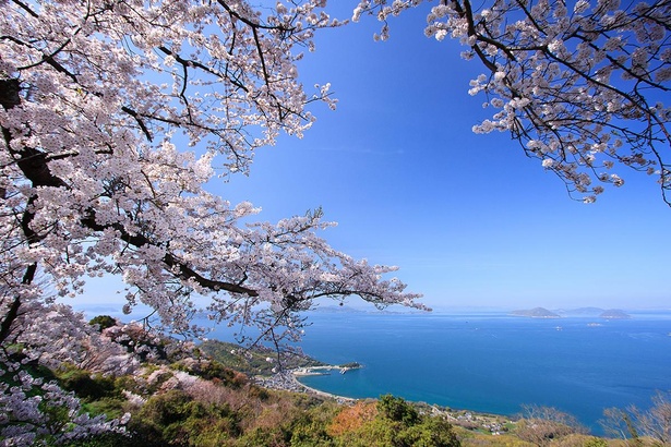 紫雲出山の山頂からは瀬戸内海と桜の絶景を堪能できる