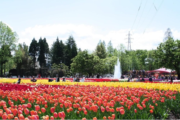 300万本のチューリップが咲く 富山県砺波市で 21となみチューリップフェア が開催 ウォーカープラス