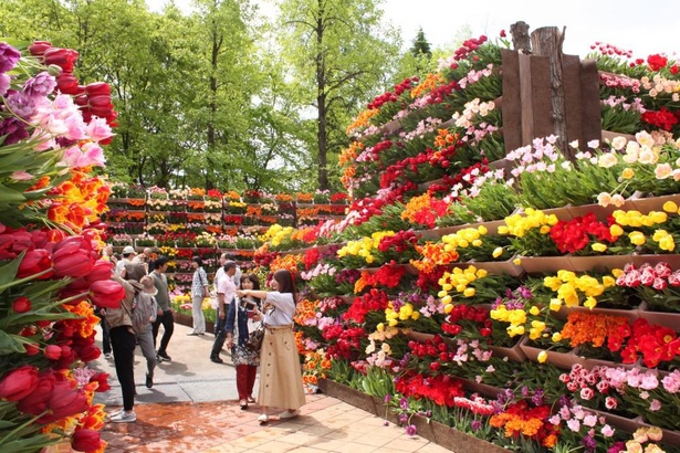 300万本のチューリップが咲く 富山県砺波市で 21となみチューリップフェア が開催 ウォーカープラス