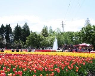 300万本のチューリップが咲く、富山県砺波市で「2021となみチューリップフェア」が開催