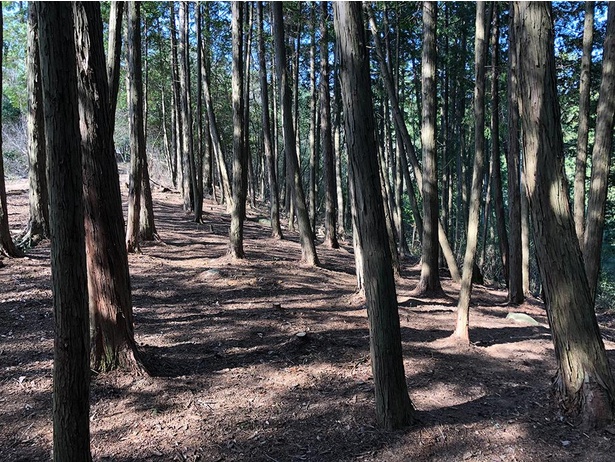 「和気美しい森」では、ヒノキ林をすり抜けるスリリングな映像を撮影できる