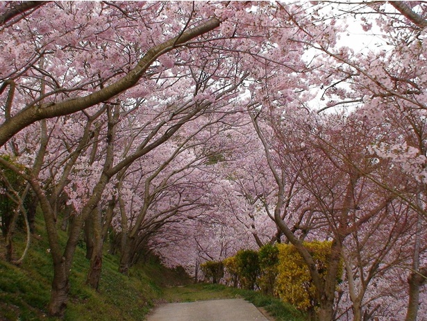 【写真】桜のトンネルは見る者を魅了する