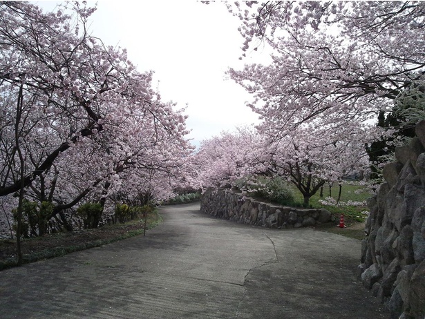八百萬神之御殿の境内に8000本以上の桜が咲き誇る