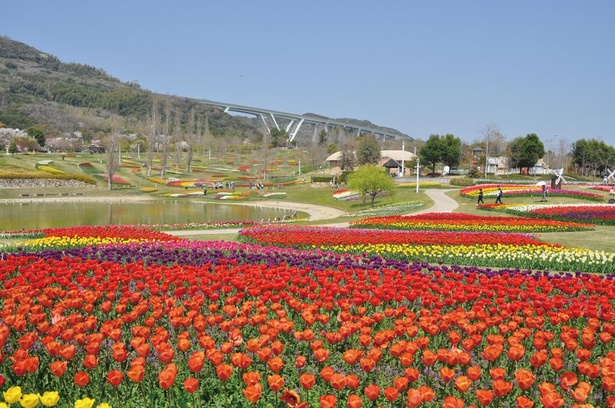 淡路島国営明石海峡公園で行われる「春のカーニバル」。大地の虹などの大型花壇には、チューリップをはじめ、ネモフィラやユリなども咲き誇る