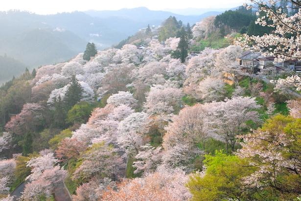 千本桜が咲き誇る春の奈良 吉野山へ 金峯山寺の限定行事や吉野葛の和菓子も満喫 ウォーカープラス