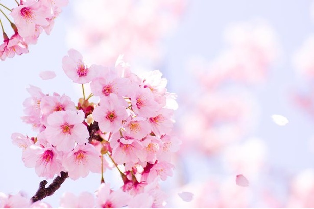 21年の桜 広島で開花発表 広島から開花スタートは観測史上初 画像1 2 ウォーカープラス