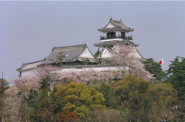 【写真】遠景でも桜と城の絶景が楽しめる