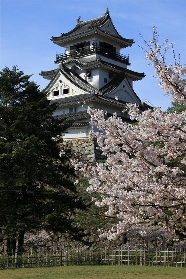 威風堂々とした高知城と桜の美しさは格別