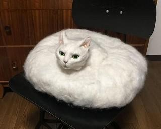 不気味かわいさで400万再生の大反響！円盤猫「バルン」さんの生みの親が語る「違和感」