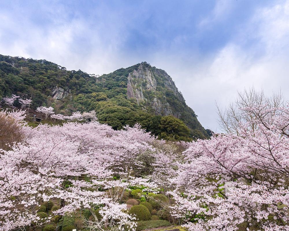 御船山楽園の桜はいつが見頃？九州最大級の夜桜に注目！