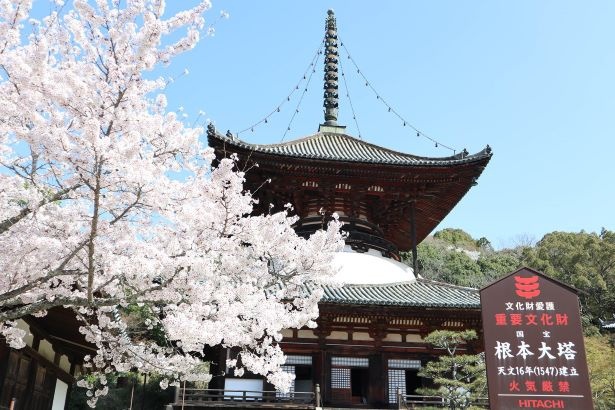 根來寺の桜