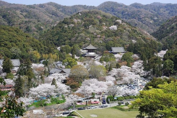 【写真】広大な敷地に広がる桜と緑のコントラストが美しい