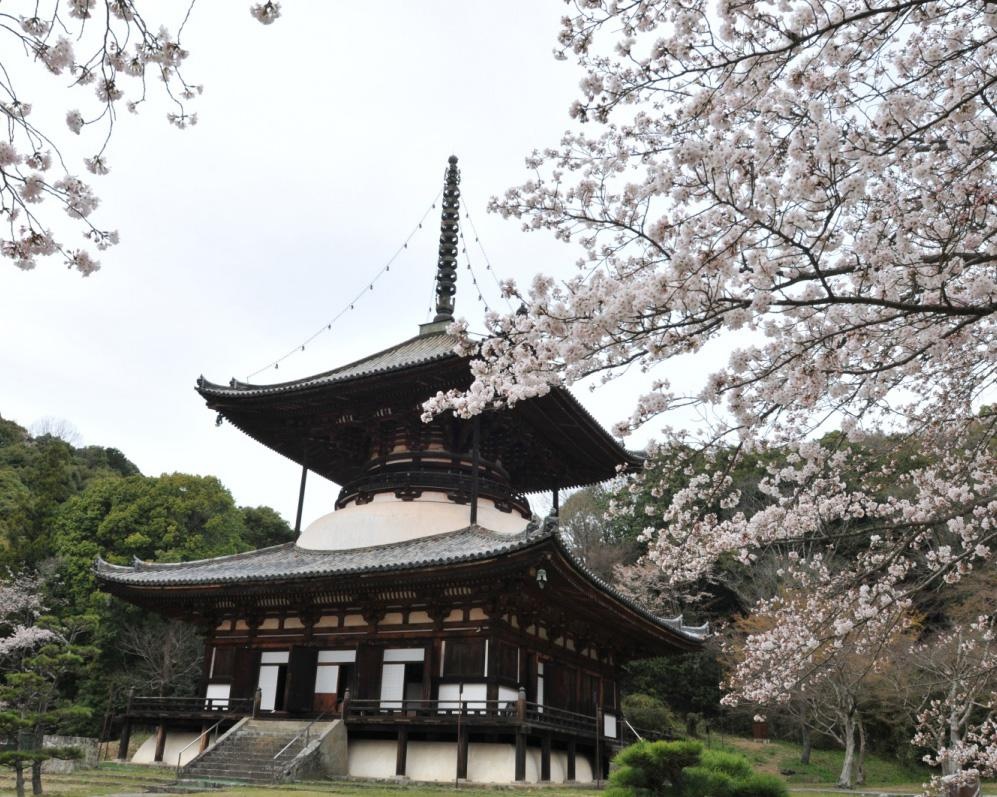 歴史的建造物と桜の調和した景色、和歌山県岩出市の根來寺の桜が見頃