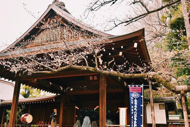 靖国神社の能楽堂の脇にある桜が東京の標本木(写真は2018年の様子)