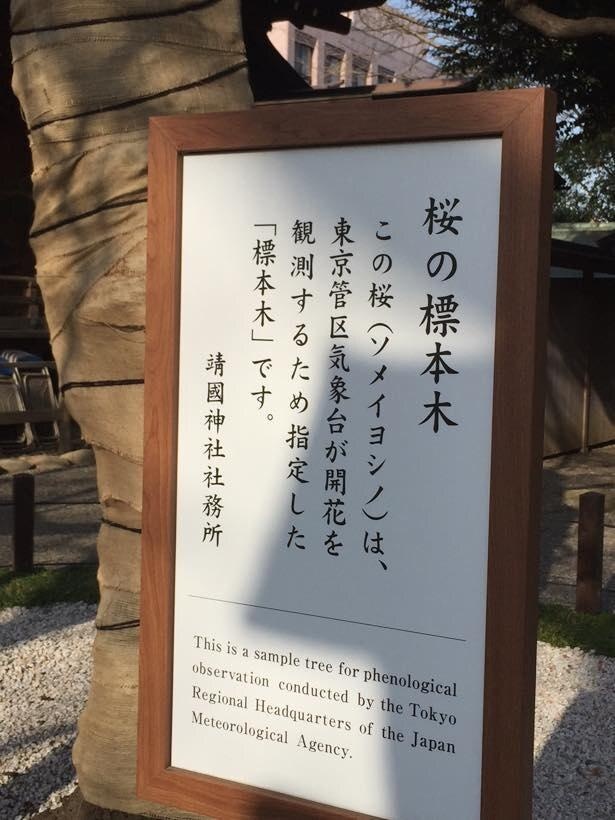 【写真】東京・靖国神社にある桜の標本木(写真は2020年のもの)