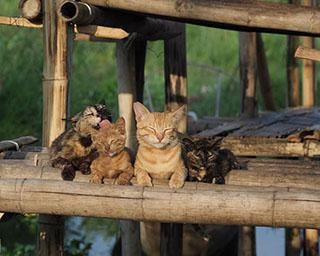 【コロナ対策付き】4月に京都でおすすめの展覧会3選
