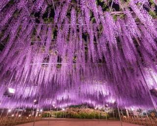 樹齢150年を超える大藤は圧巻の見応え、栃木県足利市で「ふじのはな物語～大藤まつり2021～」が開催中