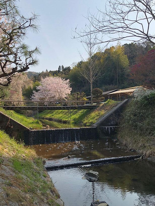 みどり農園 いちご狩り