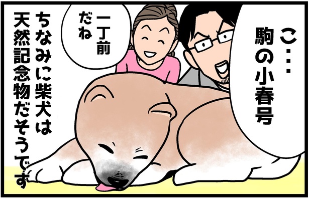柴犬小春ちゃんの4コマ漫画4話の4