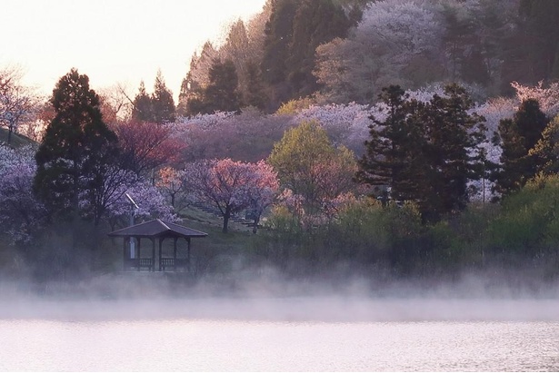 【写真】日本国花苑は総面積40ヘクタールと広いため、遠くからの桜も楽しめる