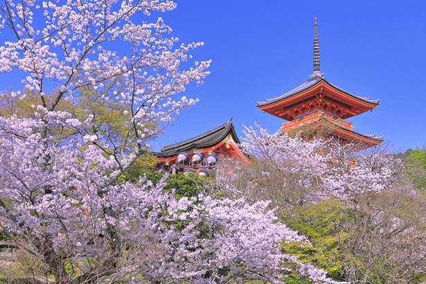 京都の絶景“桜スポット”14選！
