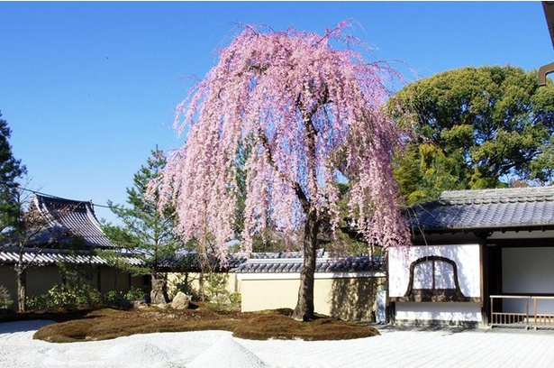 【写真】高台寺の白砂の庭園に咲く桜は一見の価値あり 