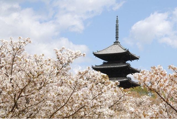 満開の桜から五重塔がのぞく