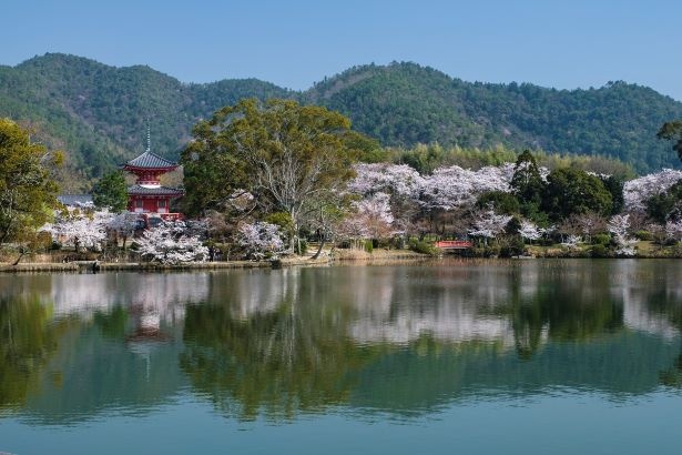 桜の咲く大沢池の光景はまるで絵画のよう