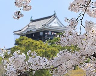 「日本さくら名所100選」の選出にも納得！雄大なロケーションが感動をさそう「岡崎の桜まつり」