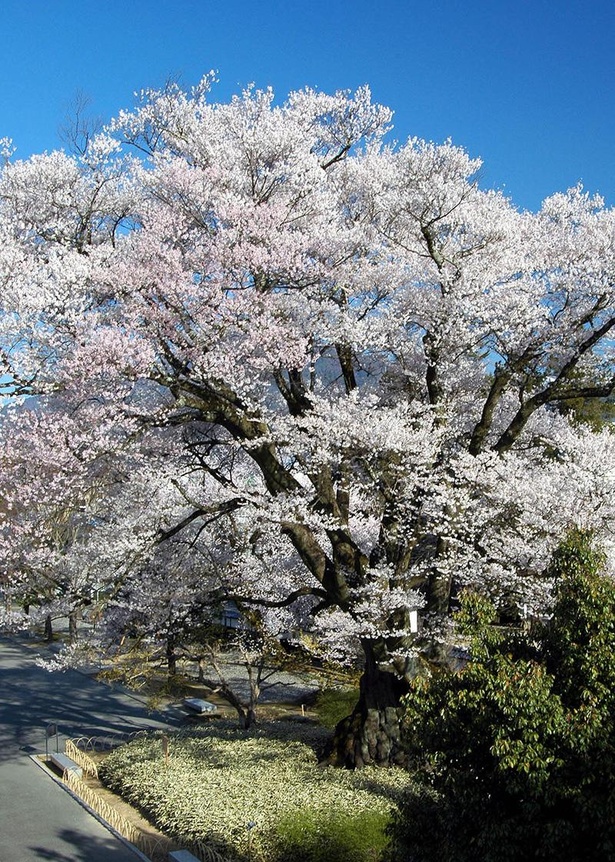 長姫の江戸彼岸(安富桜)。長野県内でも有数の長寿桜はやはり巨大！