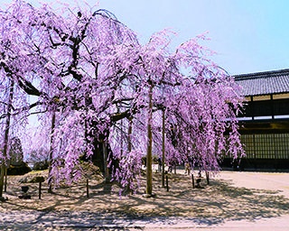 〝新しい生活様式〟の花見にピッタリ！一本桜の宝庫、長野県飯田市の魅力に迫る！