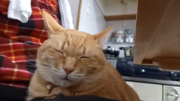 センパイ猫のニャル子ちゃん。膝の上でウトウト