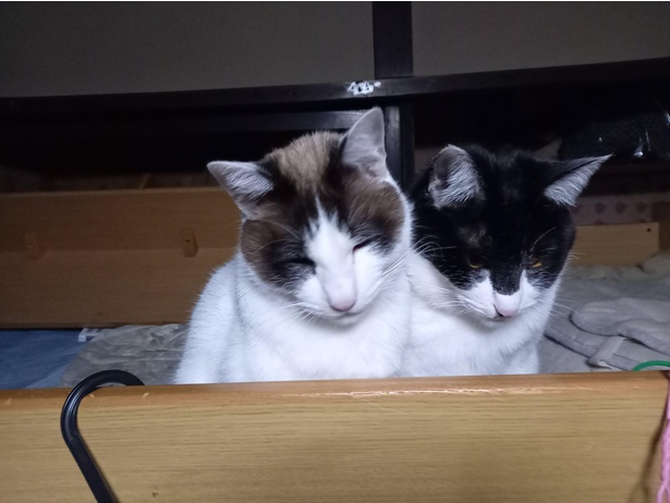 なんだか視線がうつろだけど……