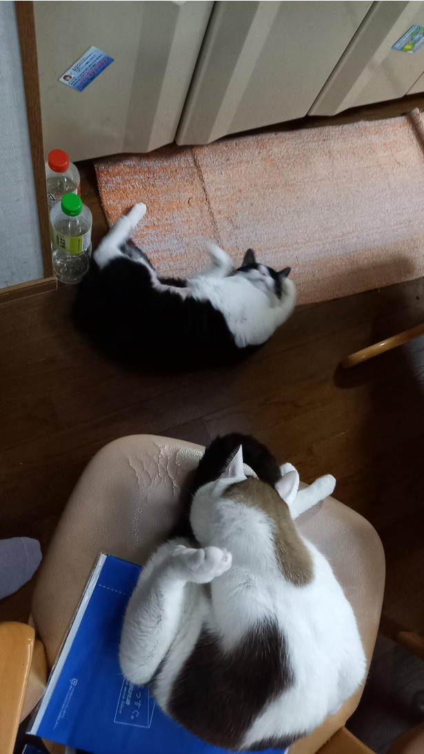 躍動感のあるごろにゃん