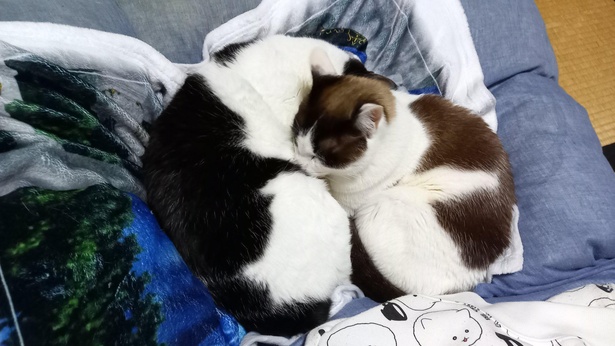 一緒にぐっすり