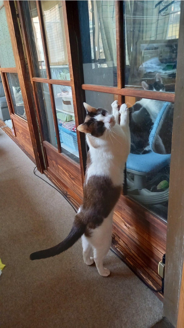開けてほしいんです