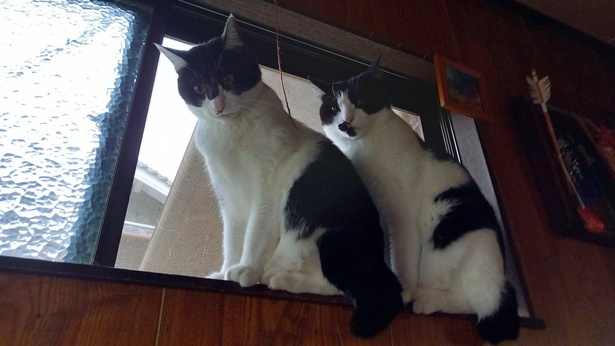 ひざまずきなさい、人間
