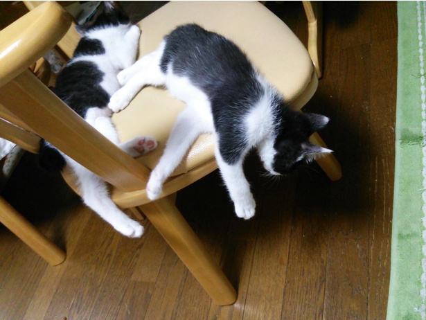 猫は液体です