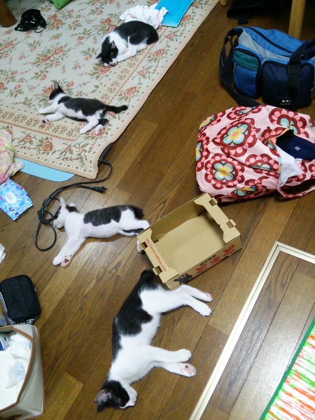猫が点々と……