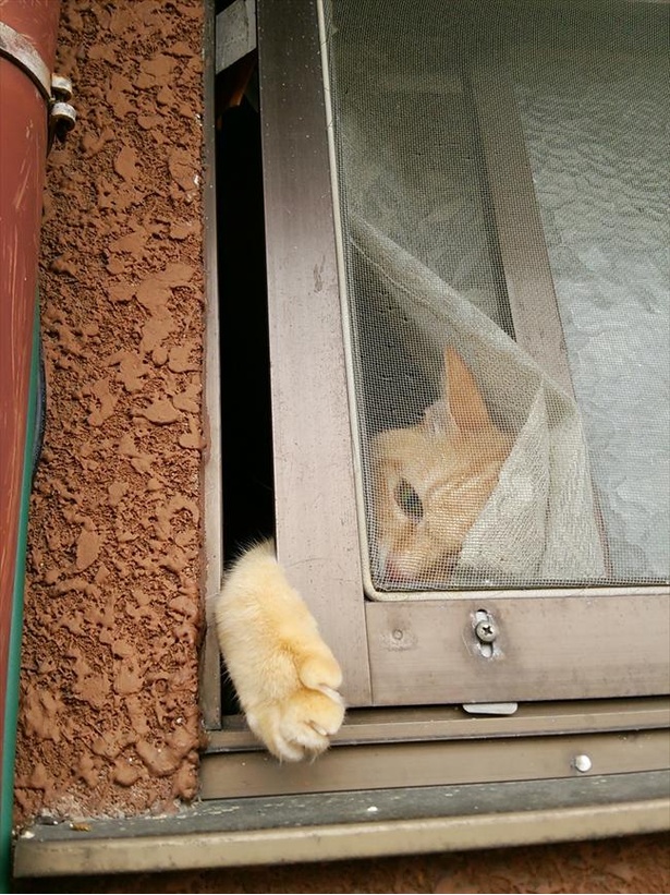 さすがに無理でした