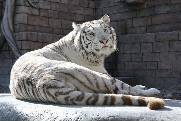 関東の動物園 水族館を徹底攻略記 コロナ対策情報付き ウォーカープラス