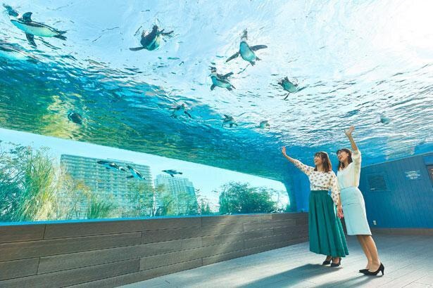 関東の動物園 水族館を徹底攻略記 コロナ対策情報付き ウォーカープラス