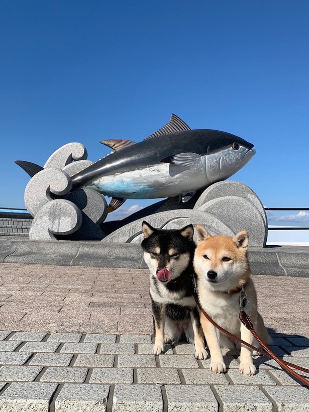 大間のマグロと一緒に1枚