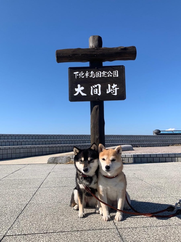 晴天の大間で気持ちよさそうな2匹