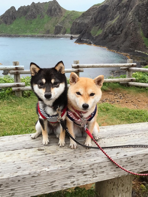 2017年には、美しい礼文島の澄海岬へ