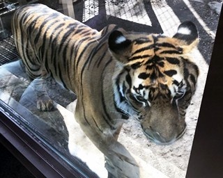 今年で東山動植物園は開園80周年！間近で見るスマトラトラにドッキドキ!!