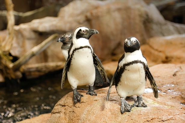ケープペンギンも京都水族館の人気生物